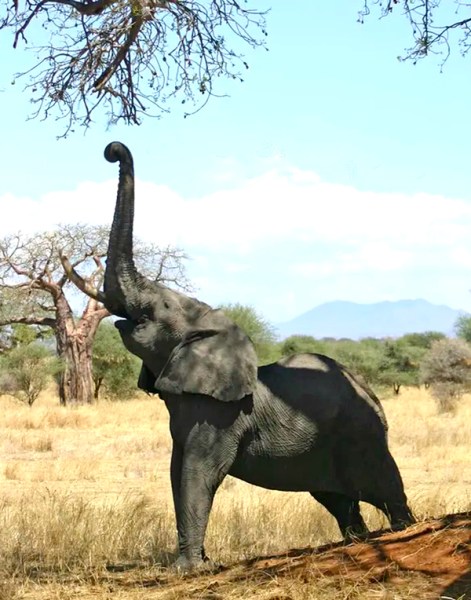 african beaded elephant reaching for leaves
