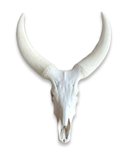 ankole-cow-bleach-skull