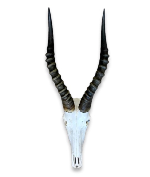 Blesbok Skull Durban